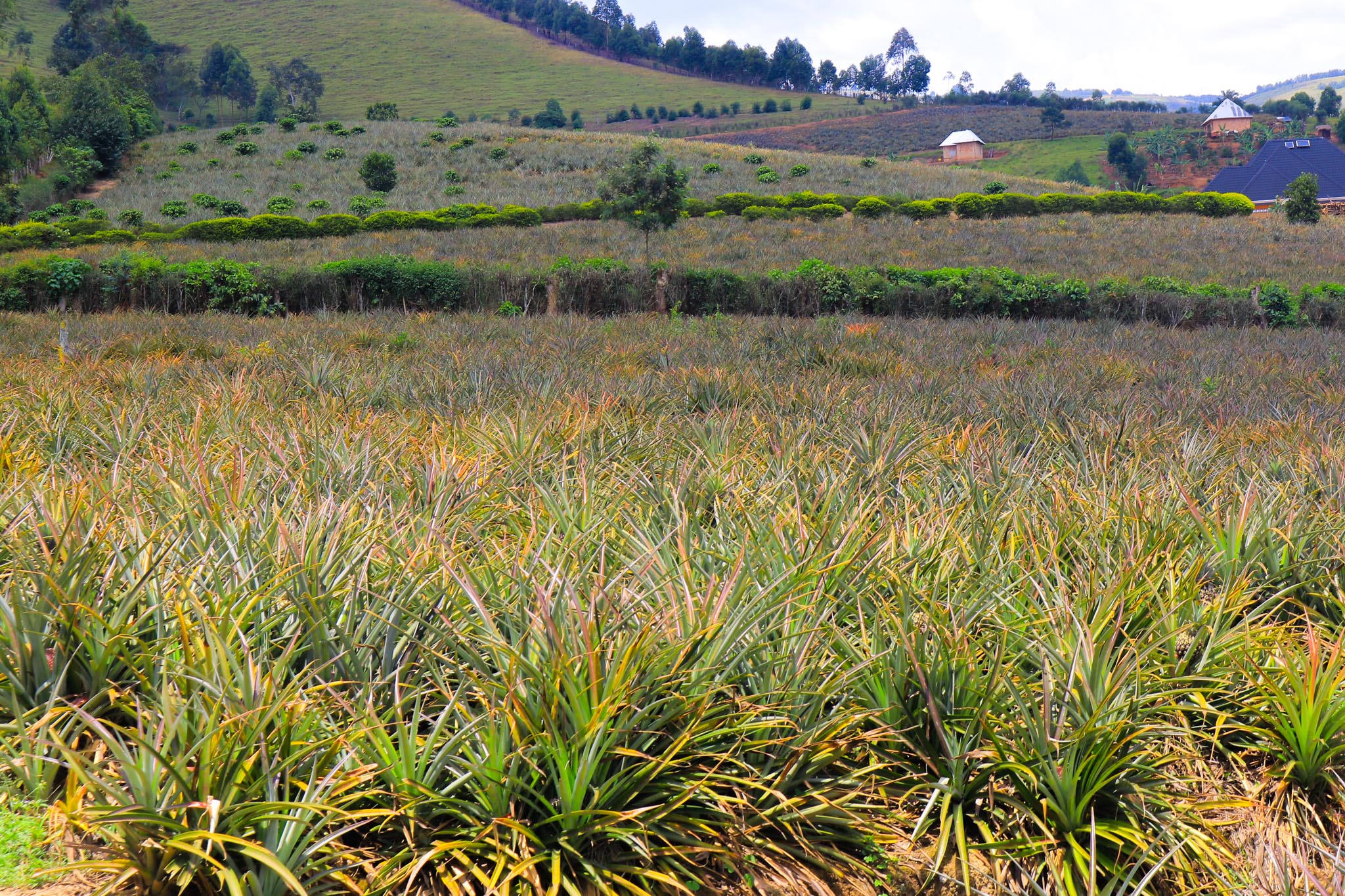 Rift-Valley-Exports-Uganda-28